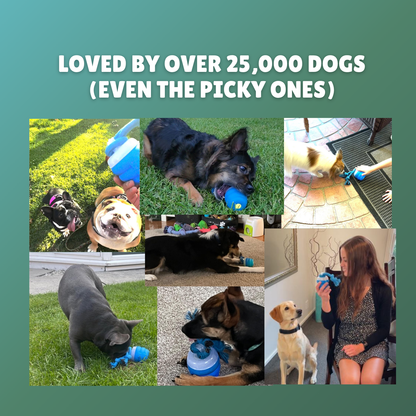 The Chase Buddy™ – Keep Your Dog Calm, Happy & Satisfied (Even When You're Busy)
